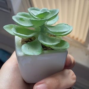 5 mini fake plants!